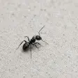 A black garden ant on a pale concrete surface